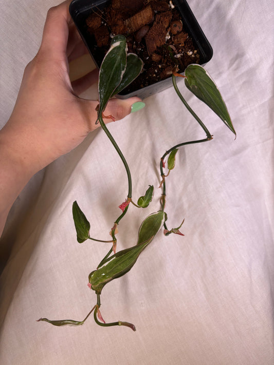 Philodendron Micans Halo
