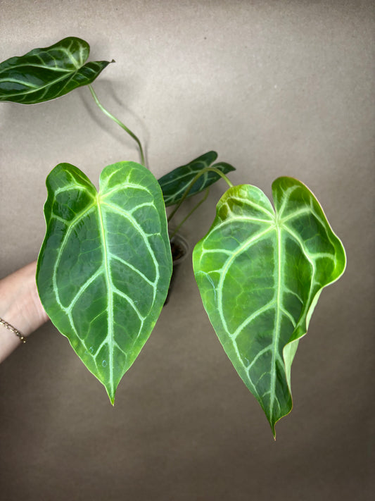 Anthurium Magnificum