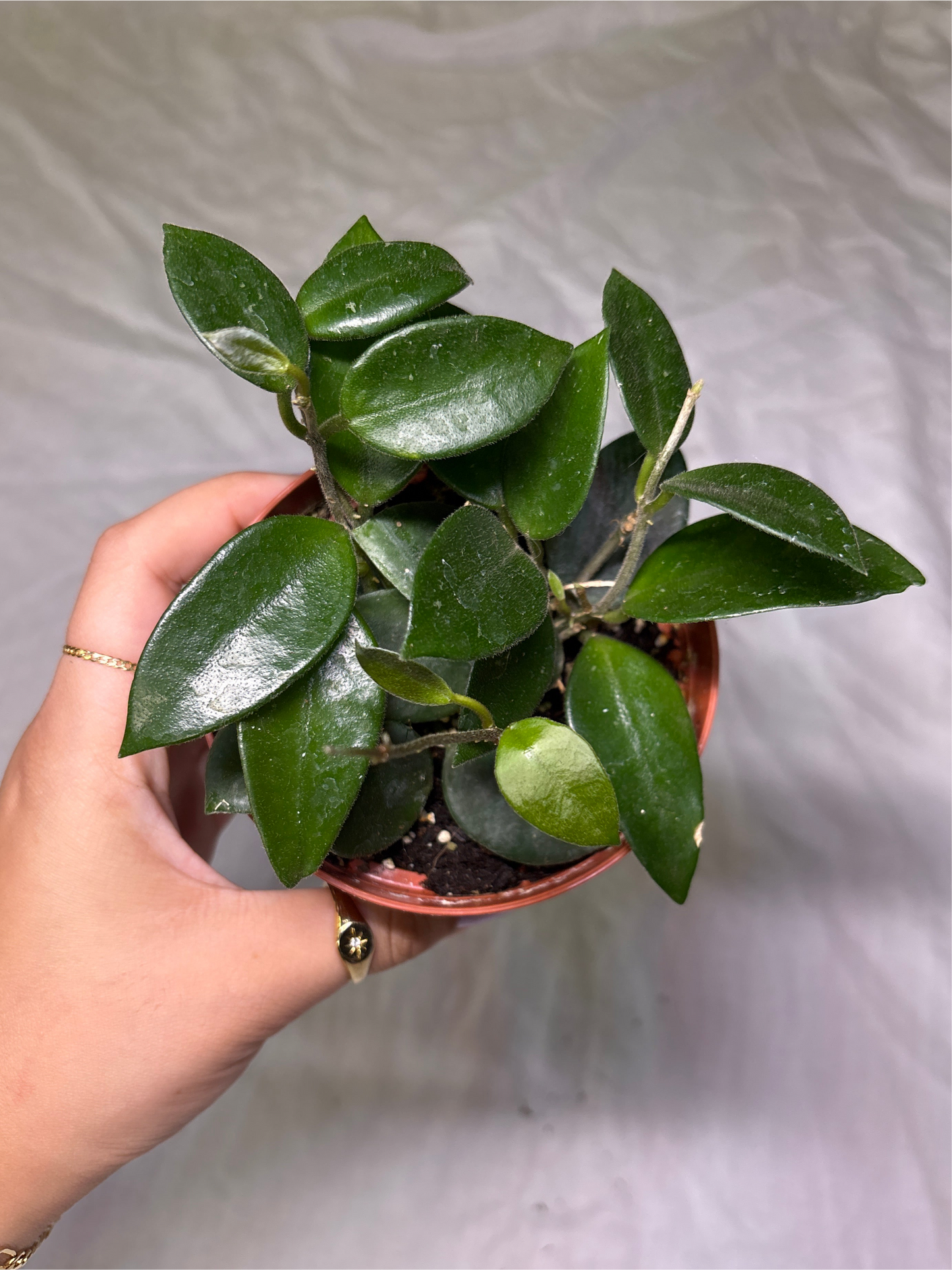Hoya Chouke