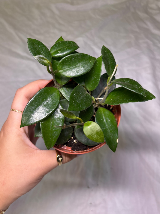 Hoya Chouke