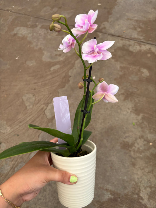 Phalaenopsis Orchid (pot included)