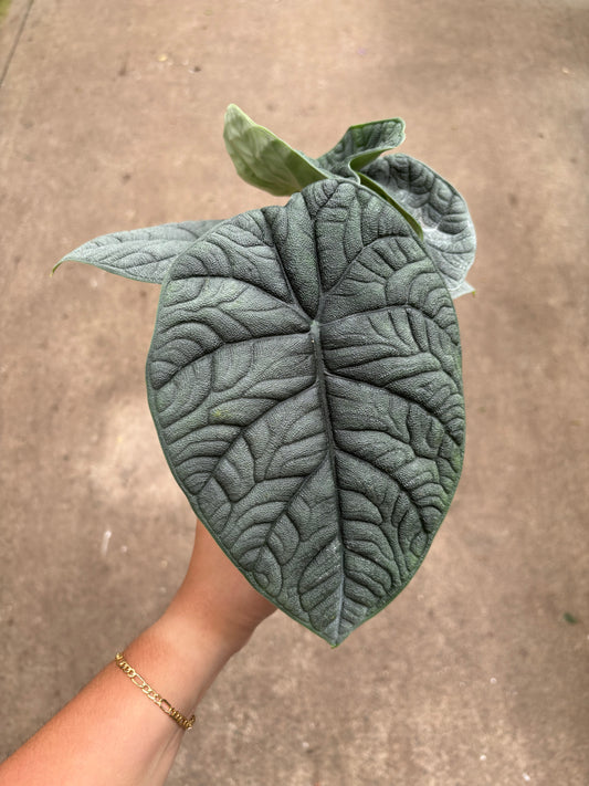 Alocasia Melo