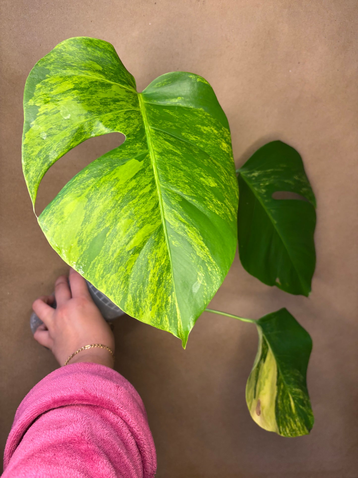 Monstera Deliciosa Aurea small form