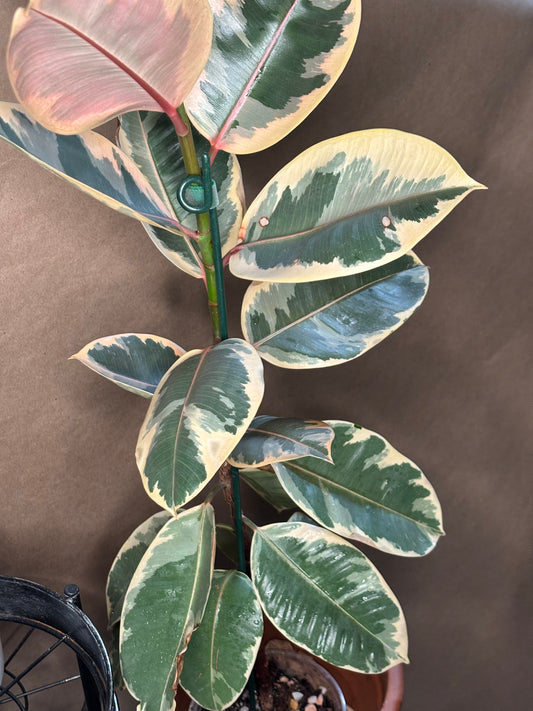 Ruby Rubber Tree