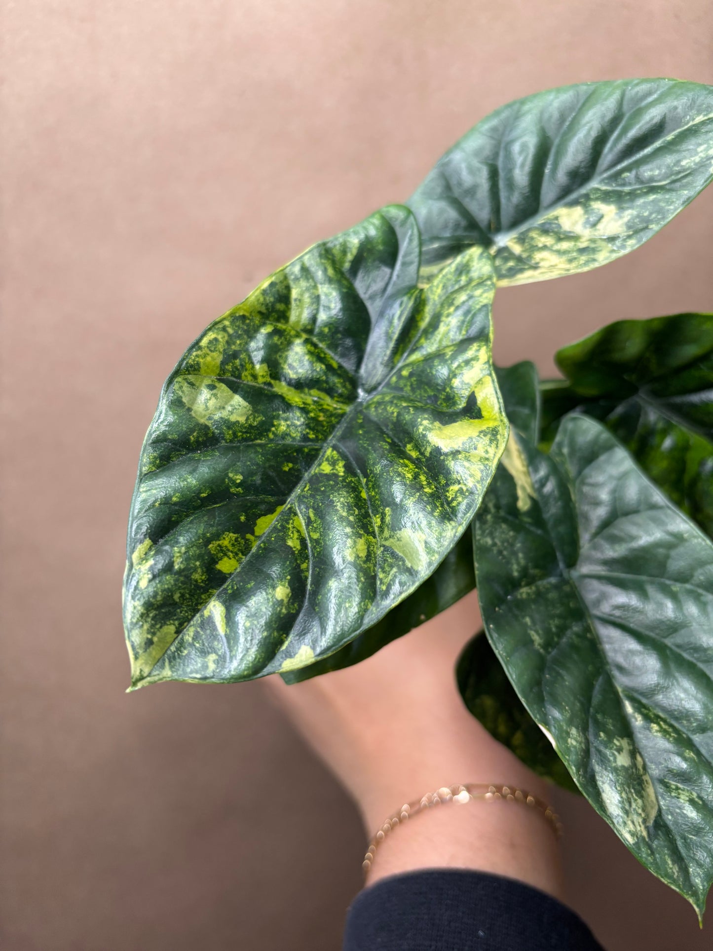 Alocasia sinuata variegated