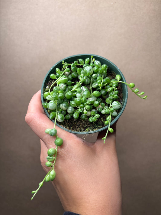 String of Pearls Variegated