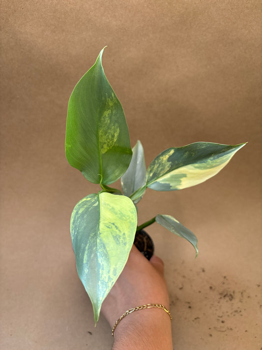 Philodendron ’Silver Sword’ Variegated 4”