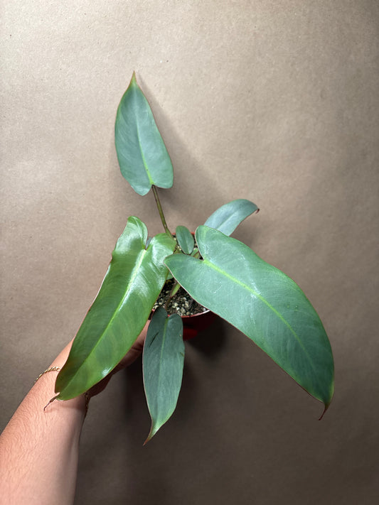 Philodendron atabapoense