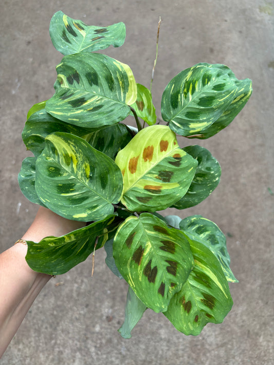 Maranta Kim Beauty