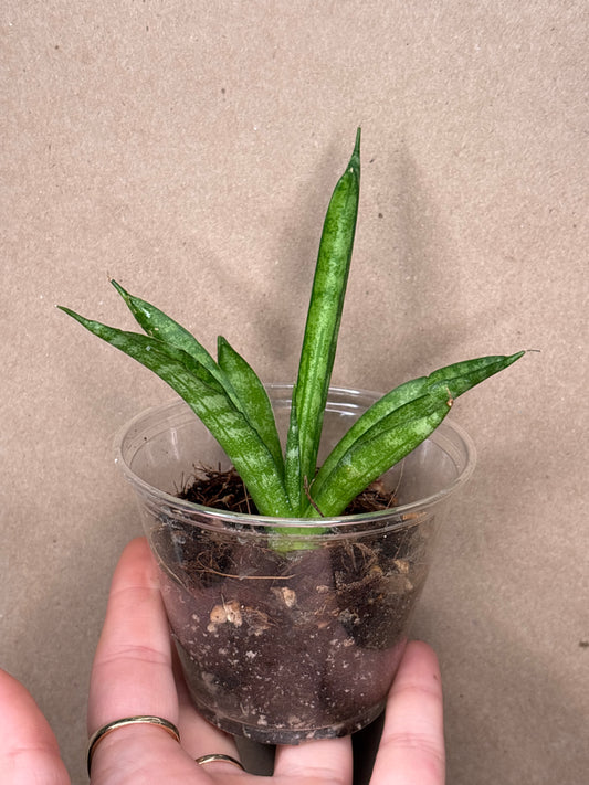 Starfish Sansevieria