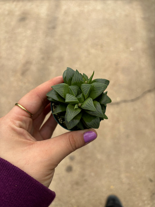 Haworthia ‘Star Window’