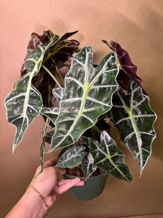 Alocasia ‘Polly’