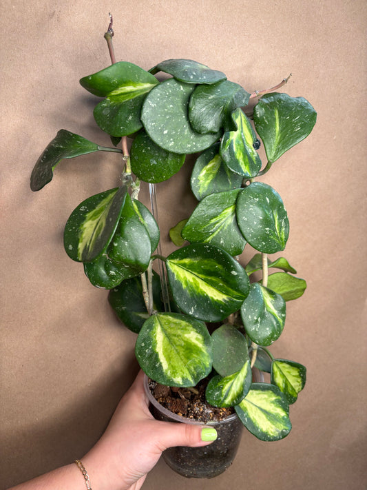 Hoya obovata inner variegated