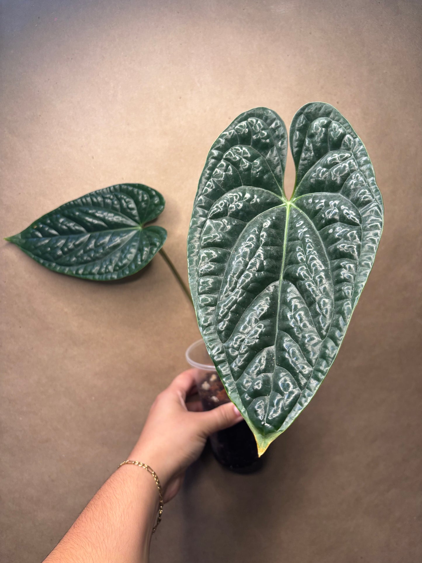 Anthurium Luxurians