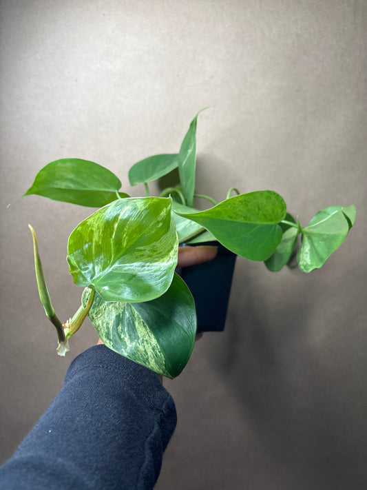 Philodendron hederaceum variegated heartleaf
