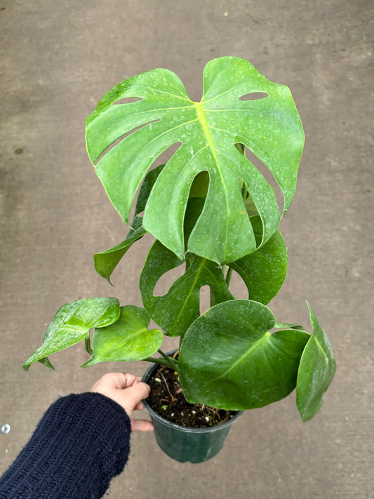 Monstera Deliciosa 4”