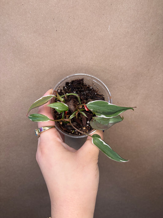 Philodendron Micans Halo