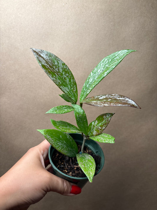 Hoya Pubicalyx