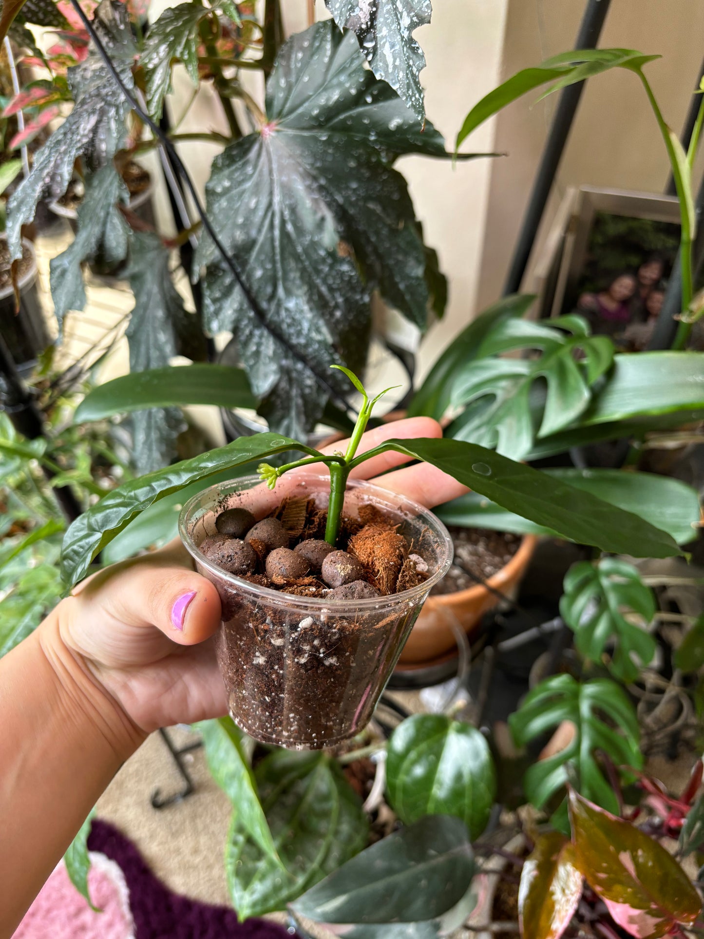 Hoya Decipulae