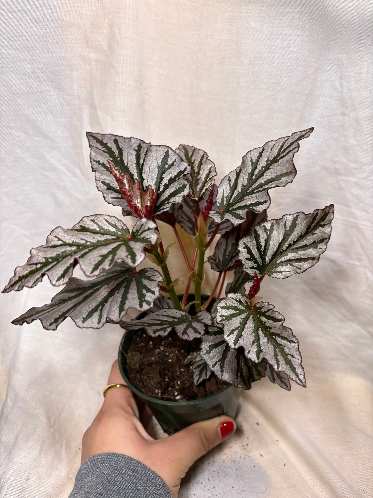 Begonia Krismet