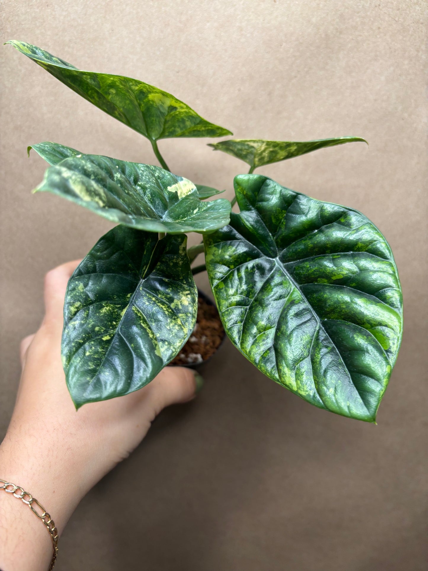 Alocasia sinuata variegated