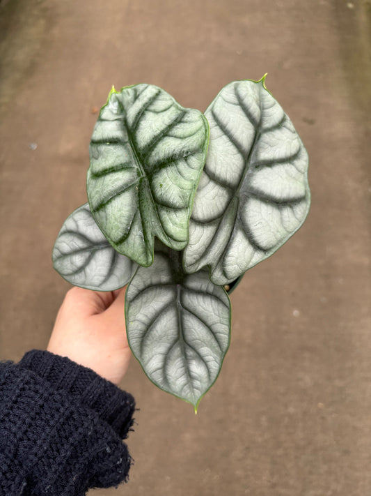 Alocasia Silver Dragon