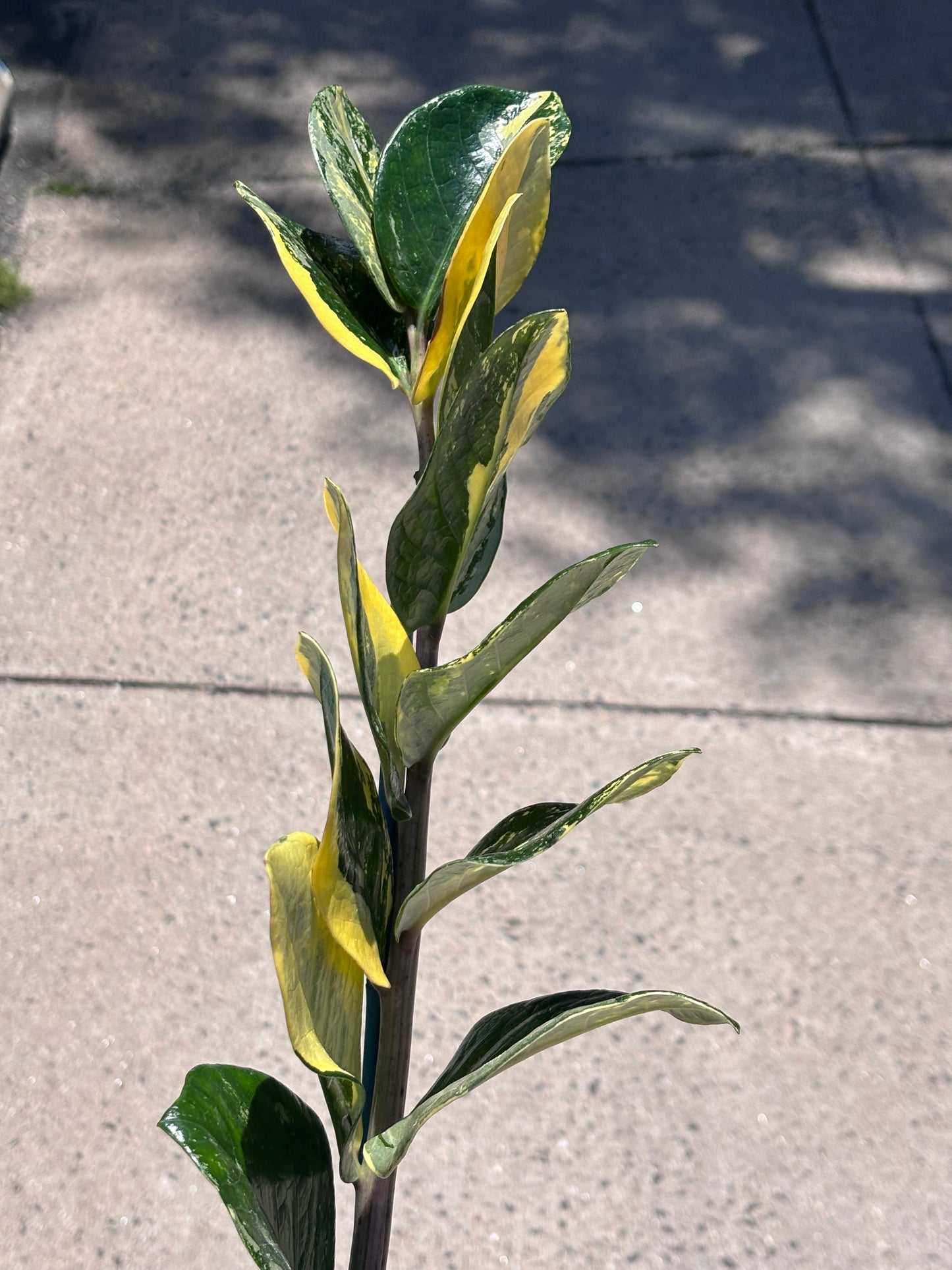 Zamioculcas zamiifolia Variegata
