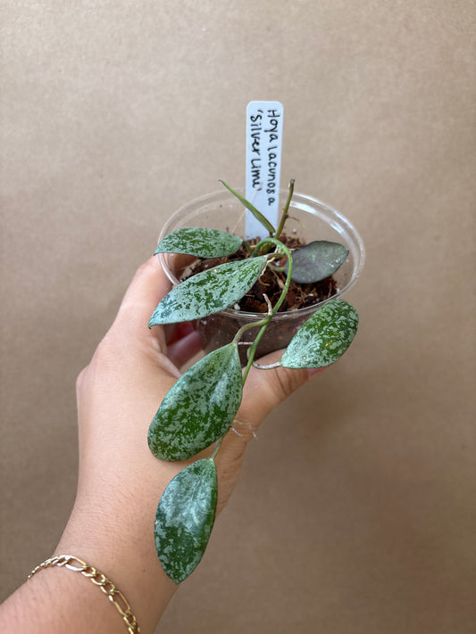 Hoya Lacunosa Silver Lime
