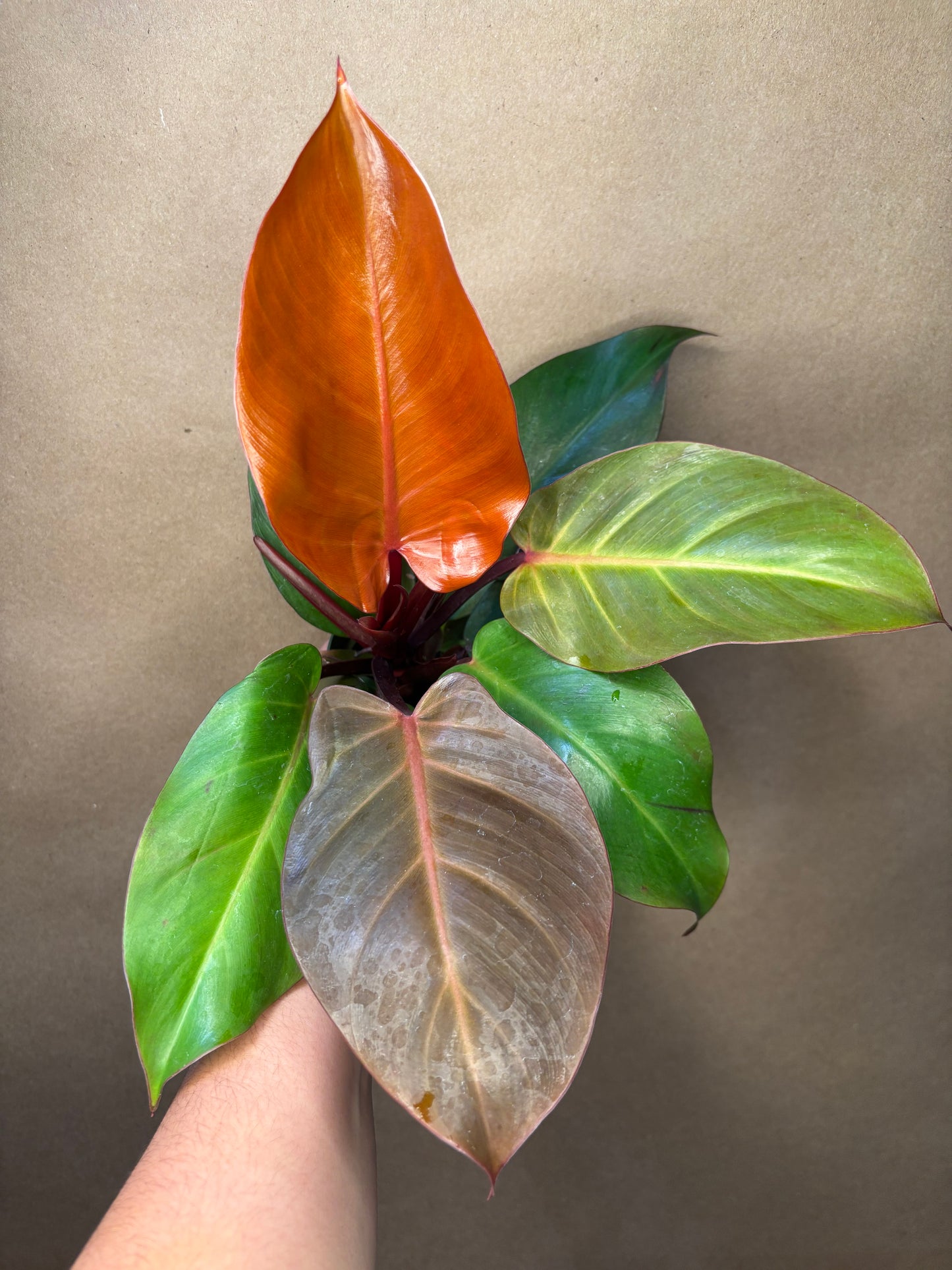 Philodendron prince of orange