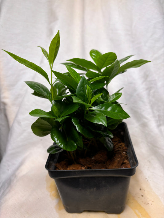 Coffee Plant 6”