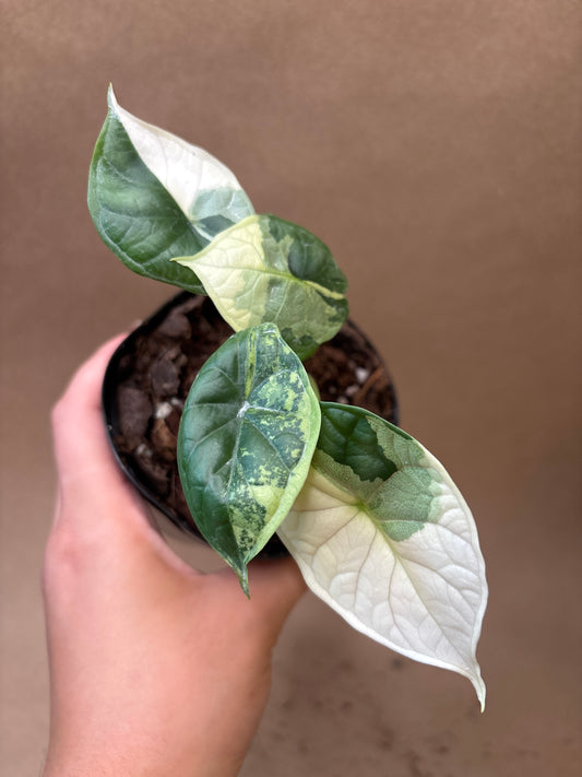 Alocasia Baginda ‘Dragon Scale’ Variegated