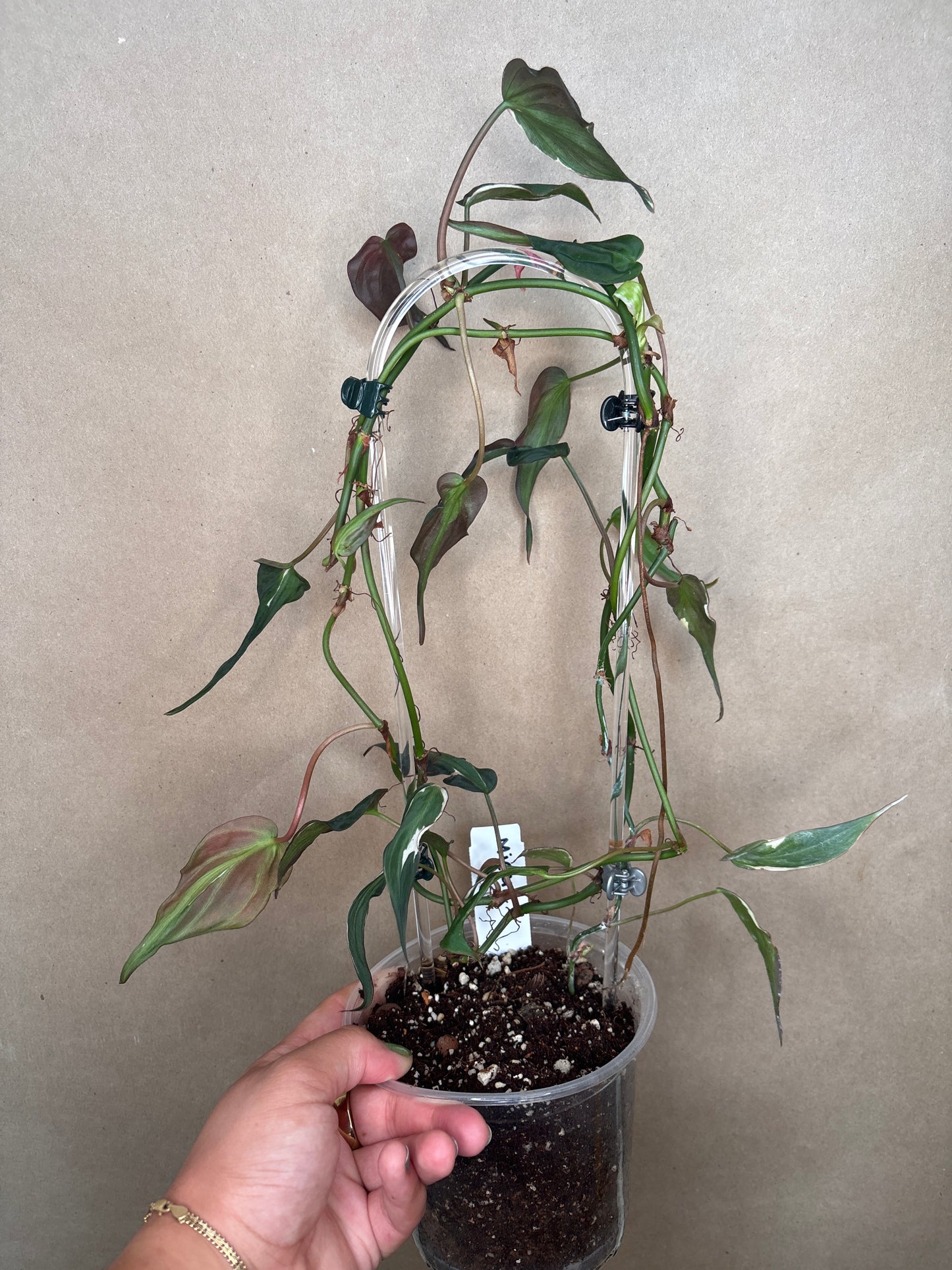 Philodendron Micans Halo