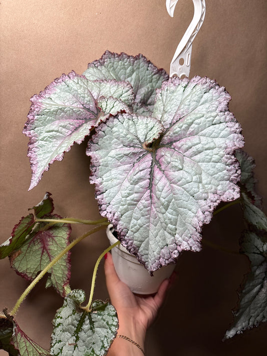 Begonia moonlit pearl