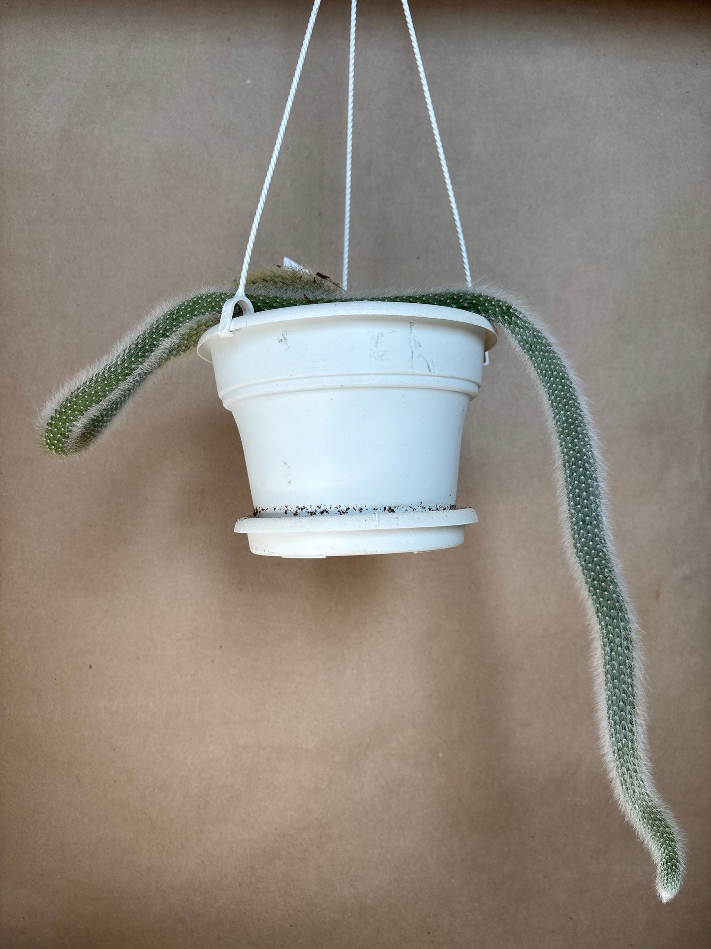 Monkey tail cactus