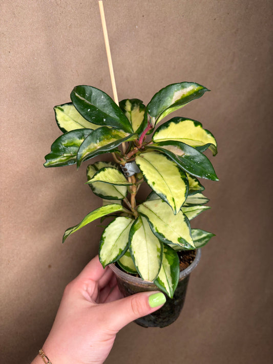 Hoya Krimson Princess