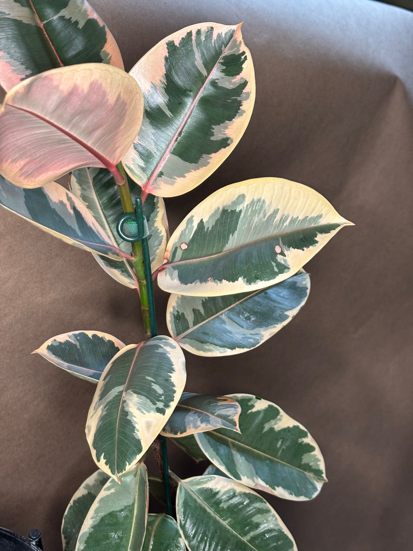 Ruby Rubber Tree