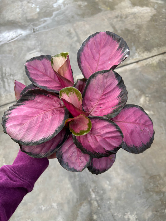 Calathea Pink Star