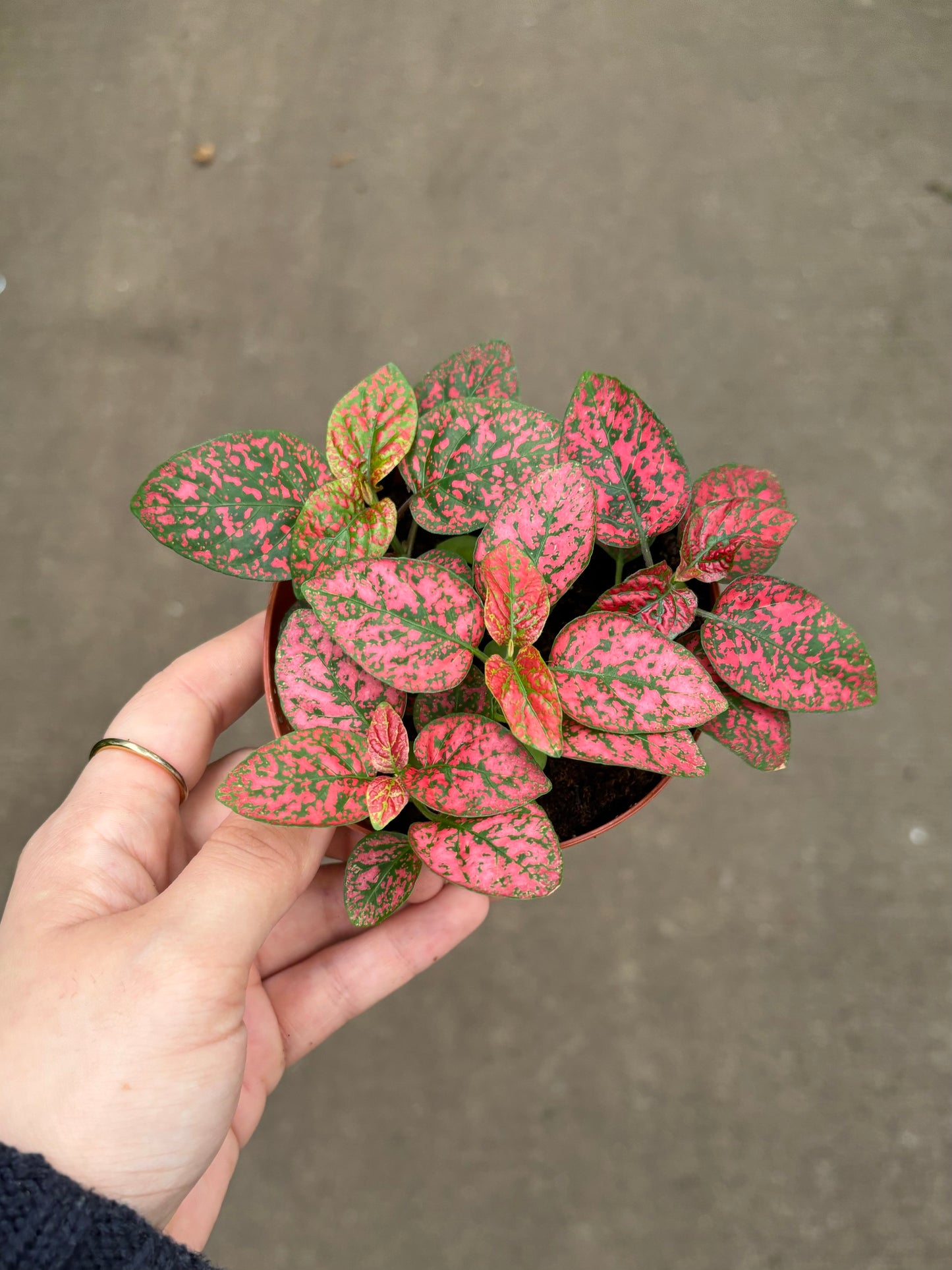 Polka Dot Plant (Red)