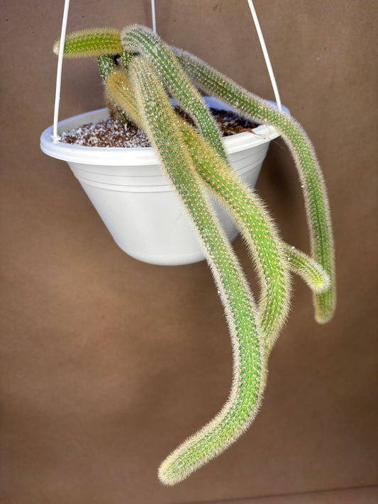 Golden Monkey Tail Cactus
