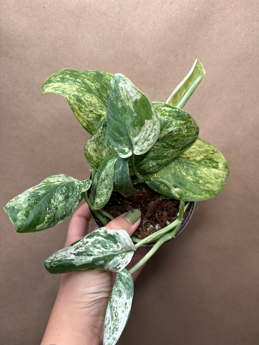 Scindapsus 'Jade Satin' Marble Variegated