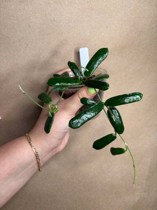 Hoya Rotundiflora