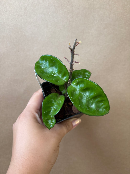 Hoya Krinkle 8