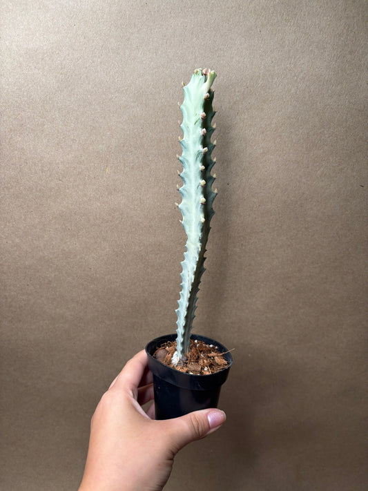 Euphorbia 'White Ghost' 3”