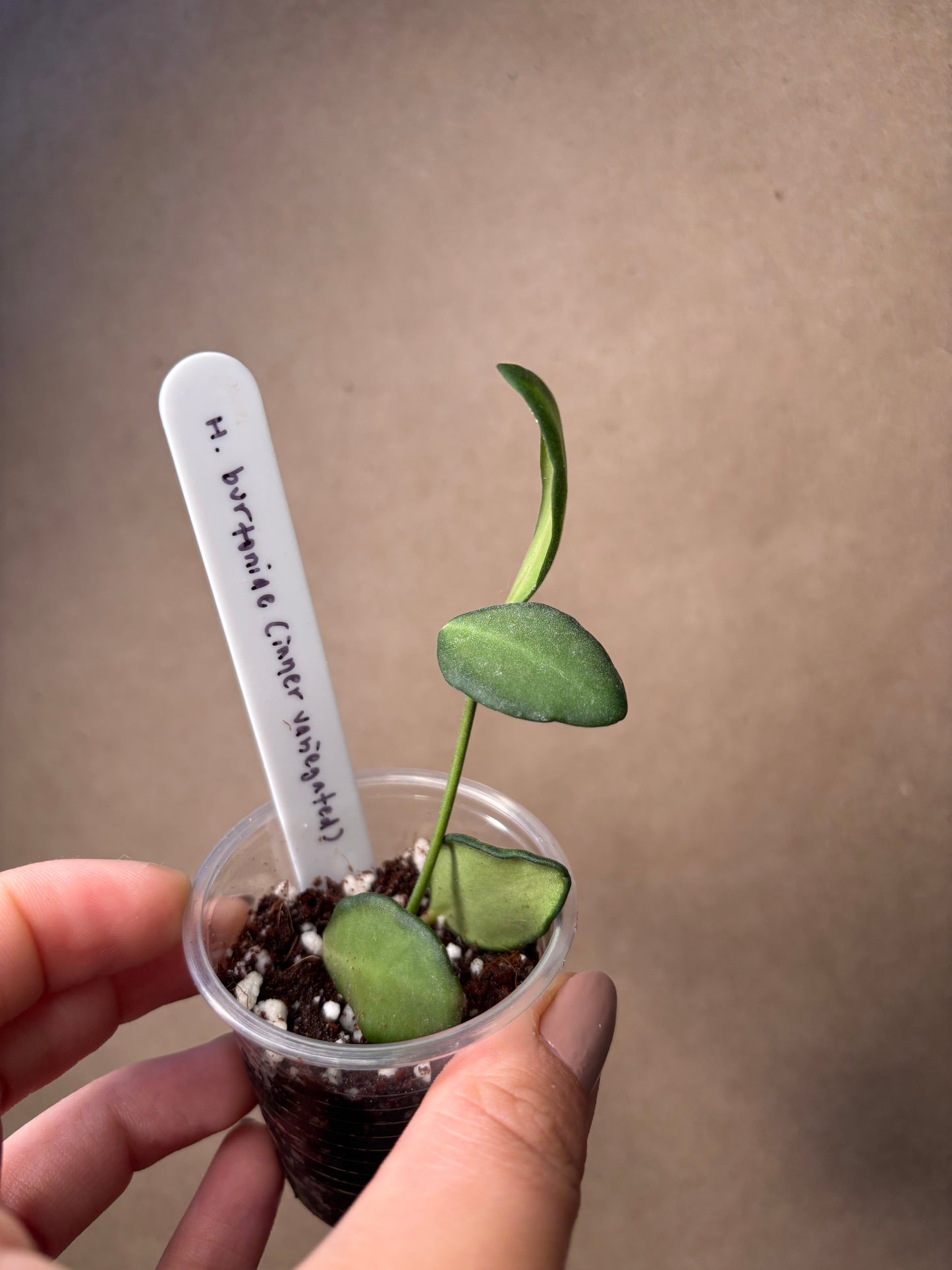 Hoya burtoniae inner variegated