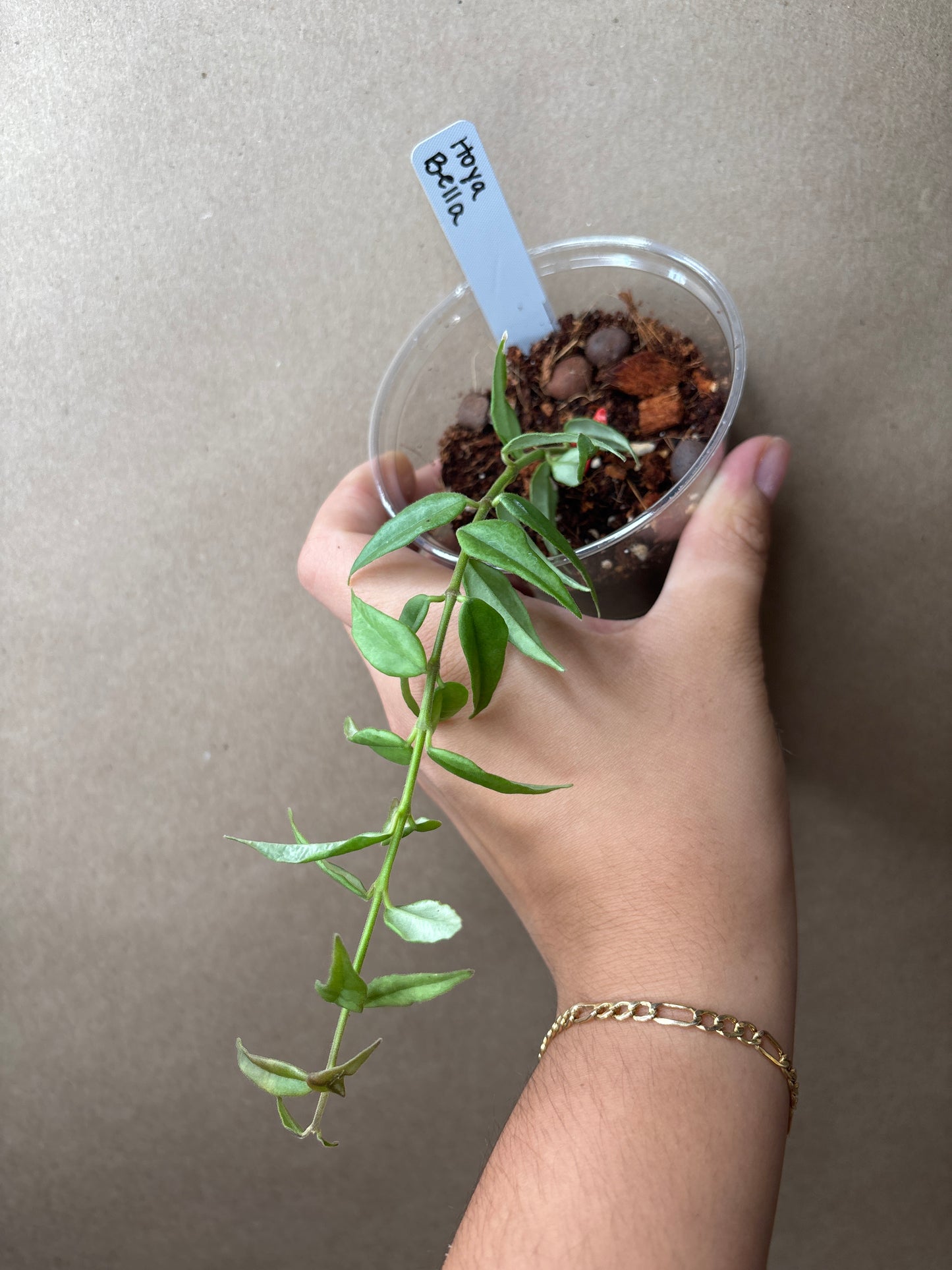 Hoya Bella