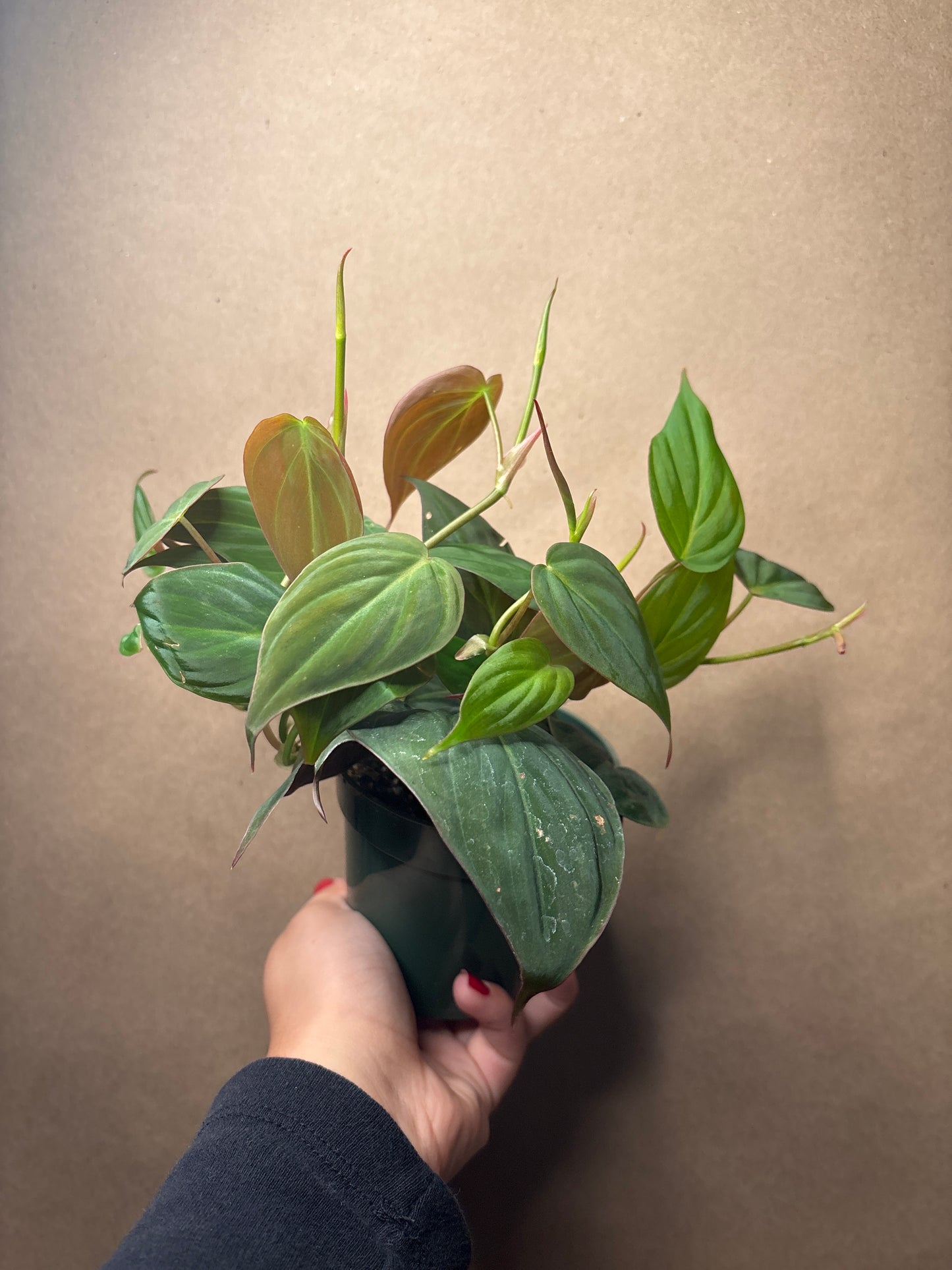 Philodendron Micans