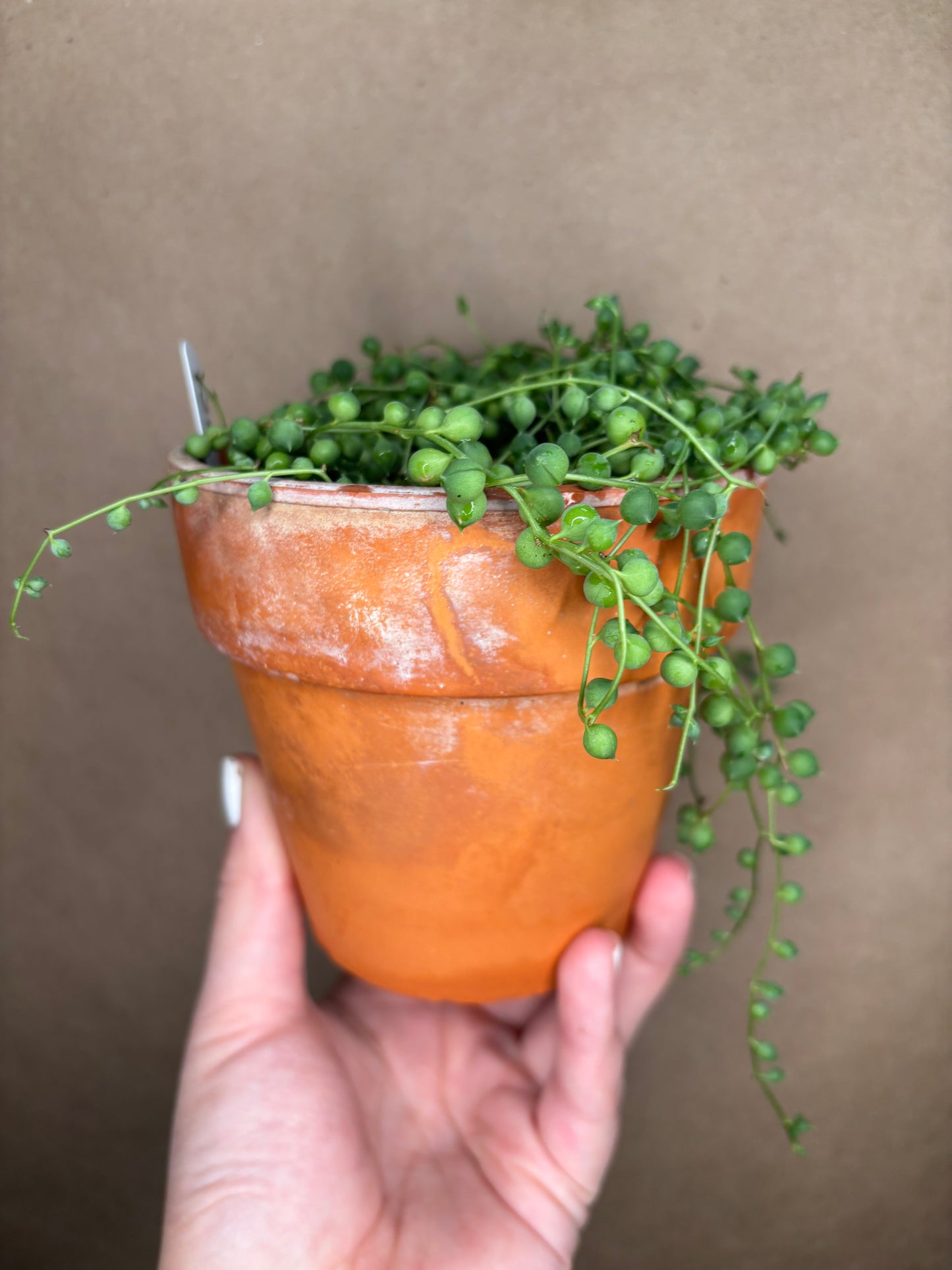 String of Pearls