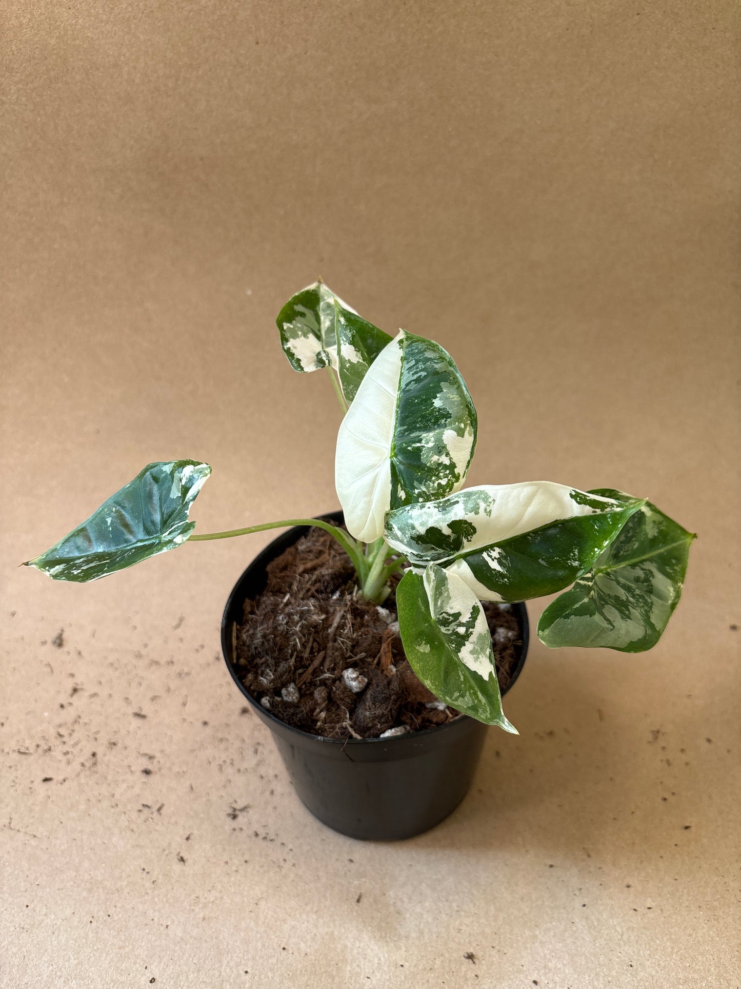 Alocasia ‘Frydek’ Variegated 4”