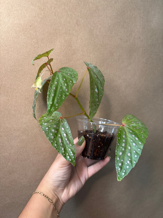 Begonia Malachosticta