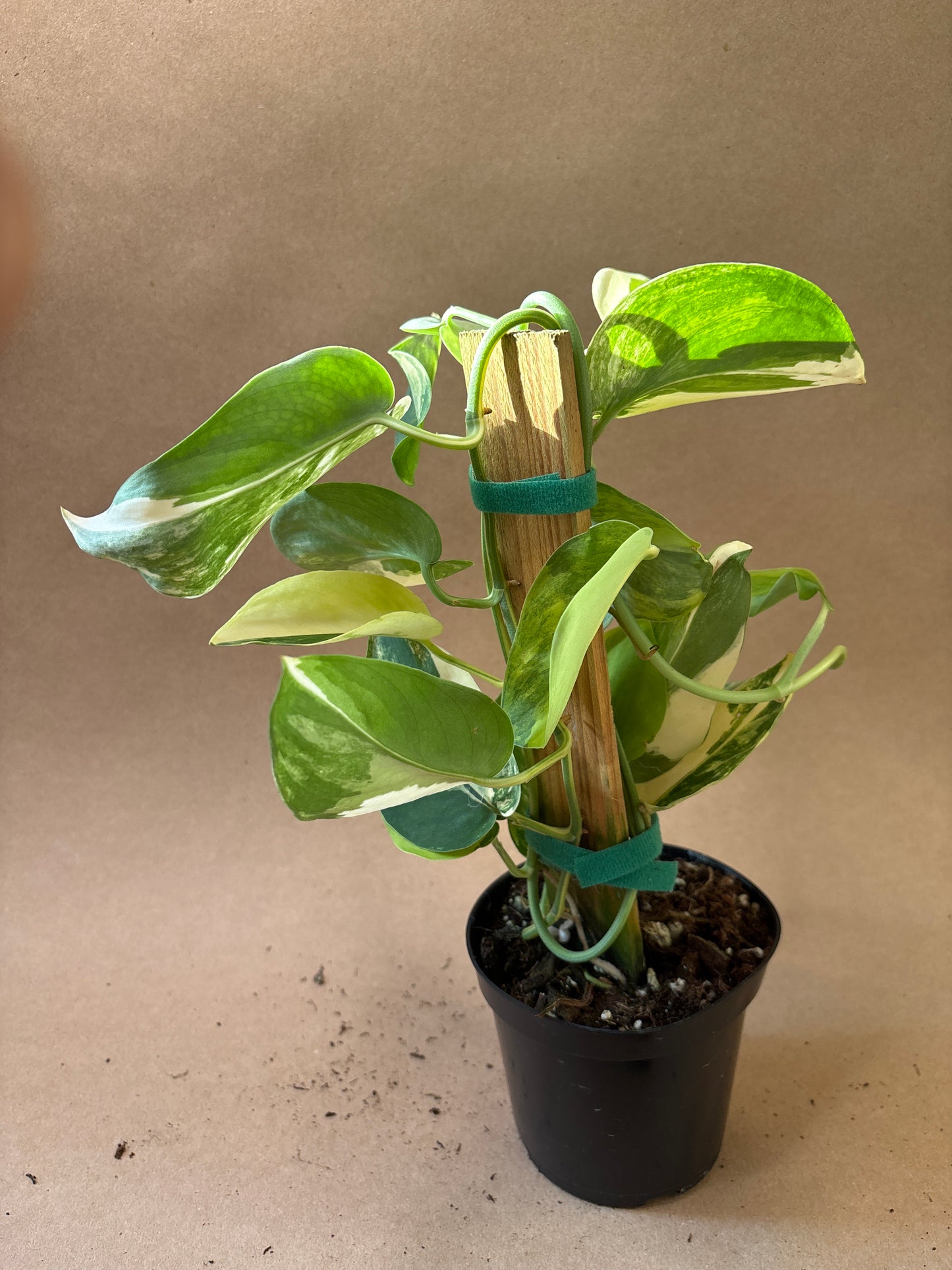 Scindapsus ‘Jade Satin’ (Yellow Variegated)